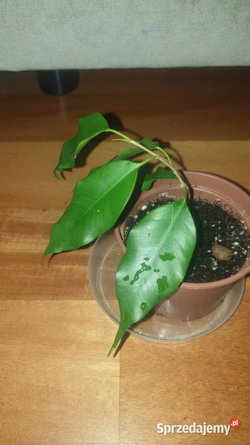 Fikus benjamina roślina rosnąca Warszawa