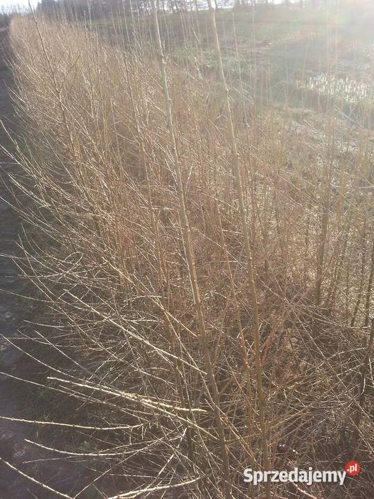 Modrzew europejski 70 130 Szczecinek