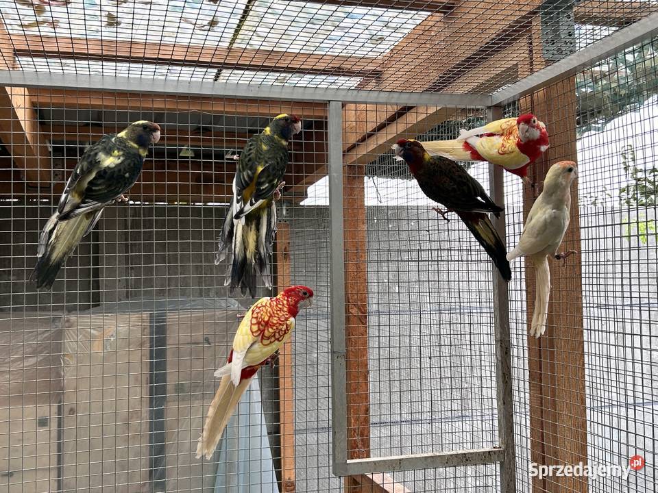 Rozelle królewskie Młodoszowice sprzedam