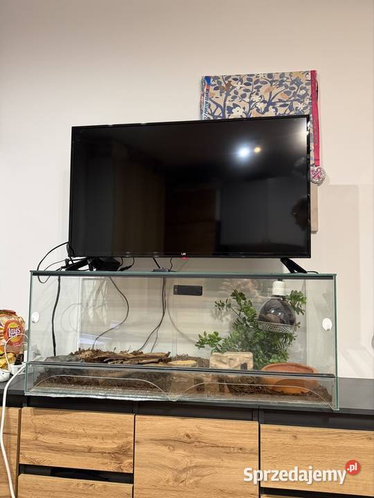 Waż pyton królewski Highway cb21 2100g regius Gady i płazy Gdańsk