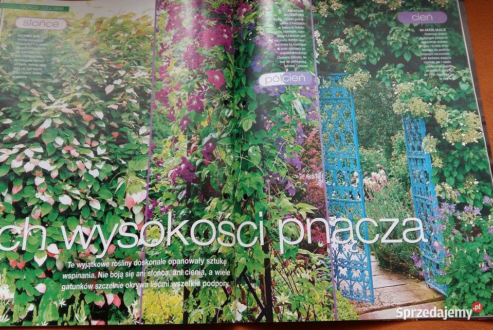 Mój piękny ogródPnącza zawsze górąCzasopismo Łódź