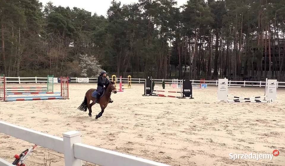 Sprzedam Kuc 12 lat Kielce sprzedam