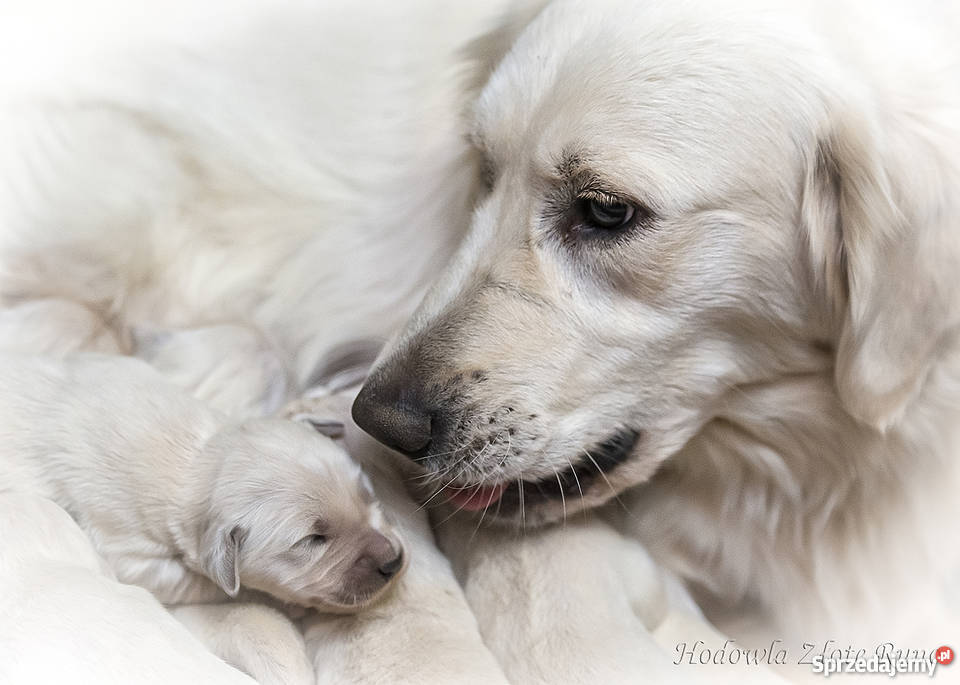 szczenięta Golden Retriever rezerwacja Głogów Małopolski