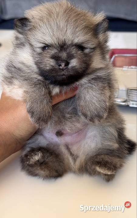 Szpic miniaturowy Pomeranian samiec MIŚ Przywidz
