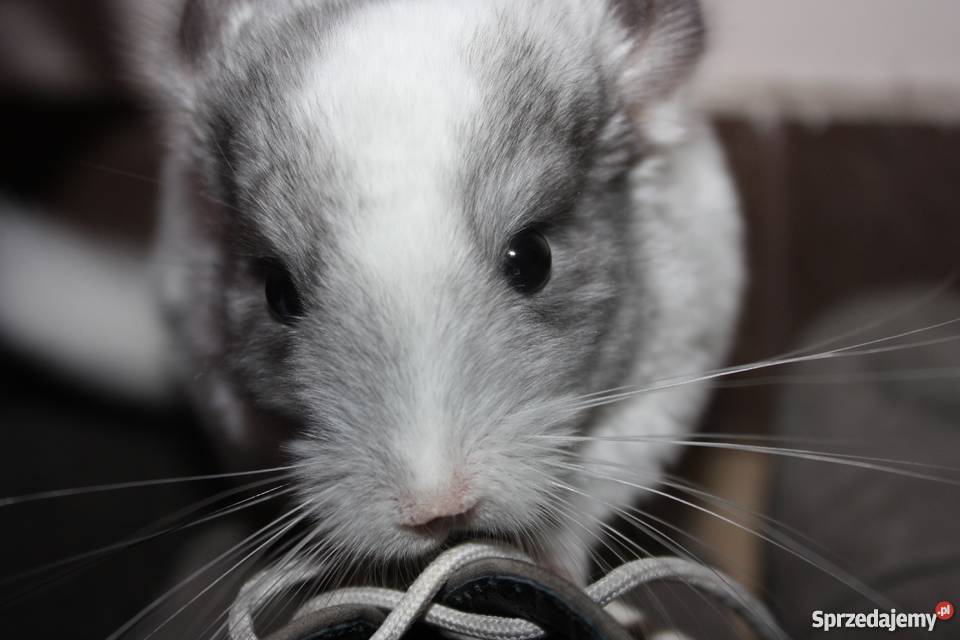 Szynszyla barwna mozaika szynszyl Kaniów