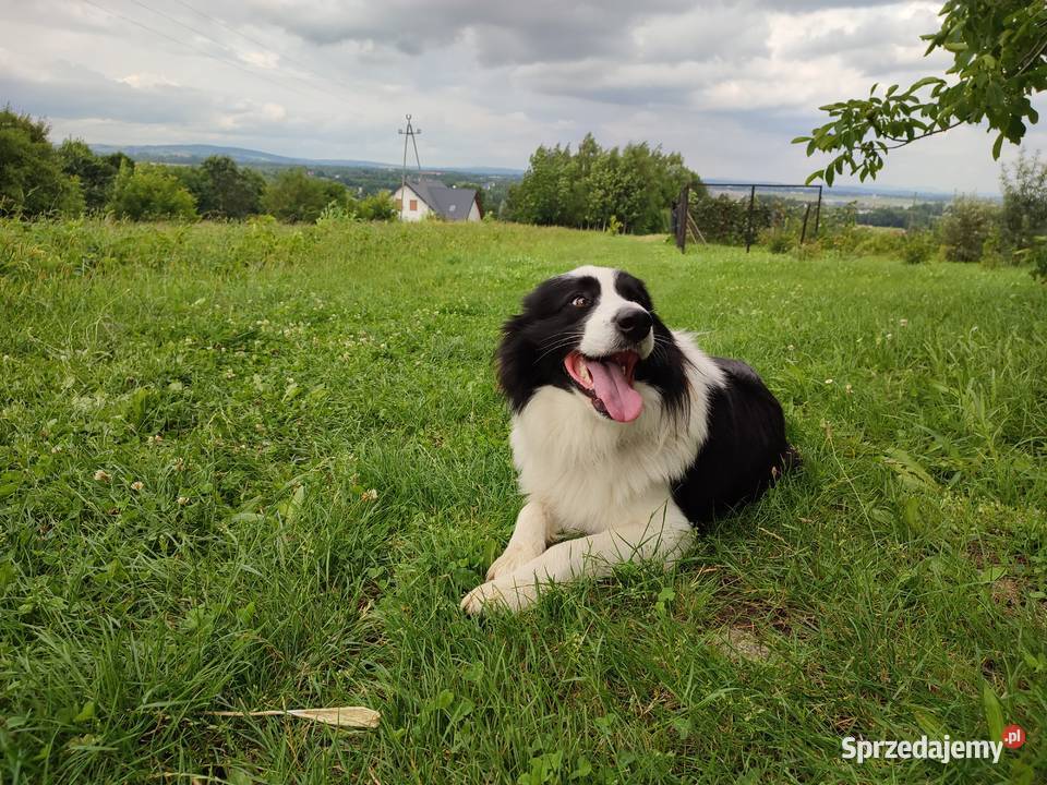Szczeniaczki Border Collie Krosno
