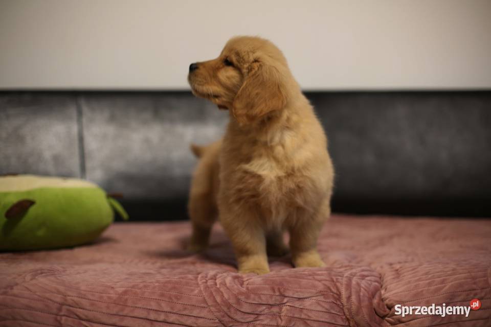GOLDEN RETRIEVERtyp amerykański ZKwPFCI mniejsze