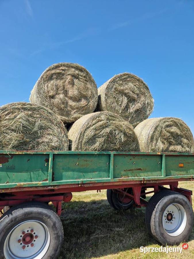 Sprzedam ok 200bel siana wielkopolskie Wrąbczynkowskie Holendry