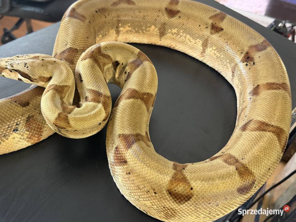 Boa cesarskiBoa imperator Nie Boa dusiciel Sosnowiec