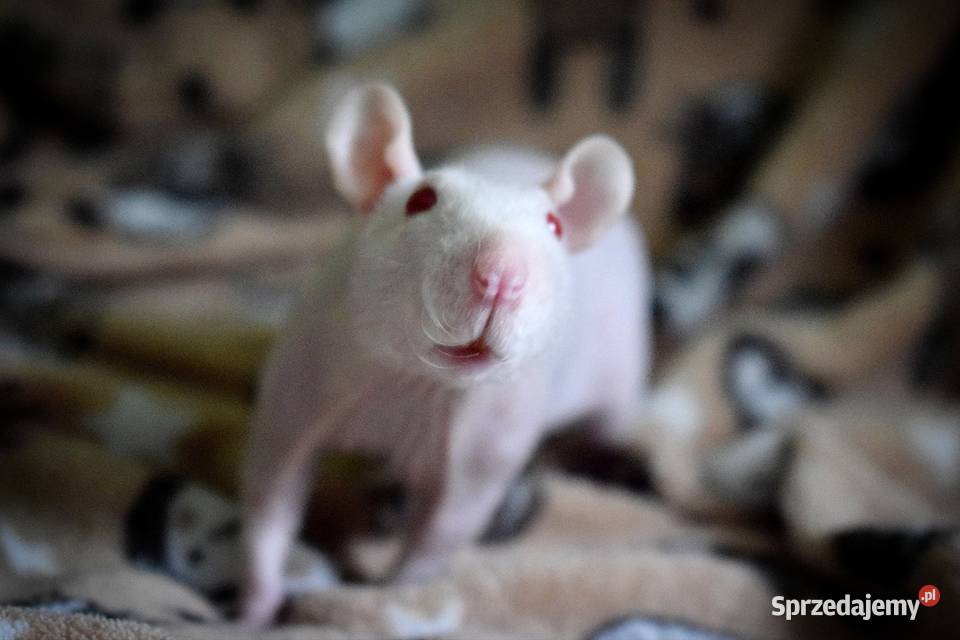 Szczurki szczur szczury fuzz Wrocław