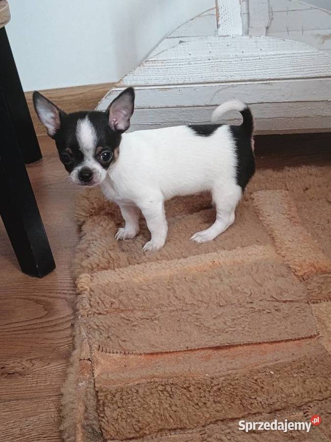 Chihuahua chłopiec DOLAR Kleszczów