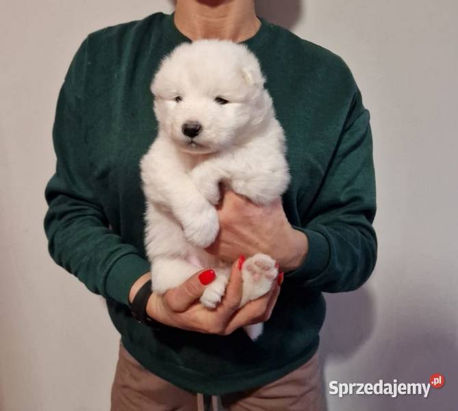 Rasowe szczeniaczki Samoyed Hodowla Pola Iława