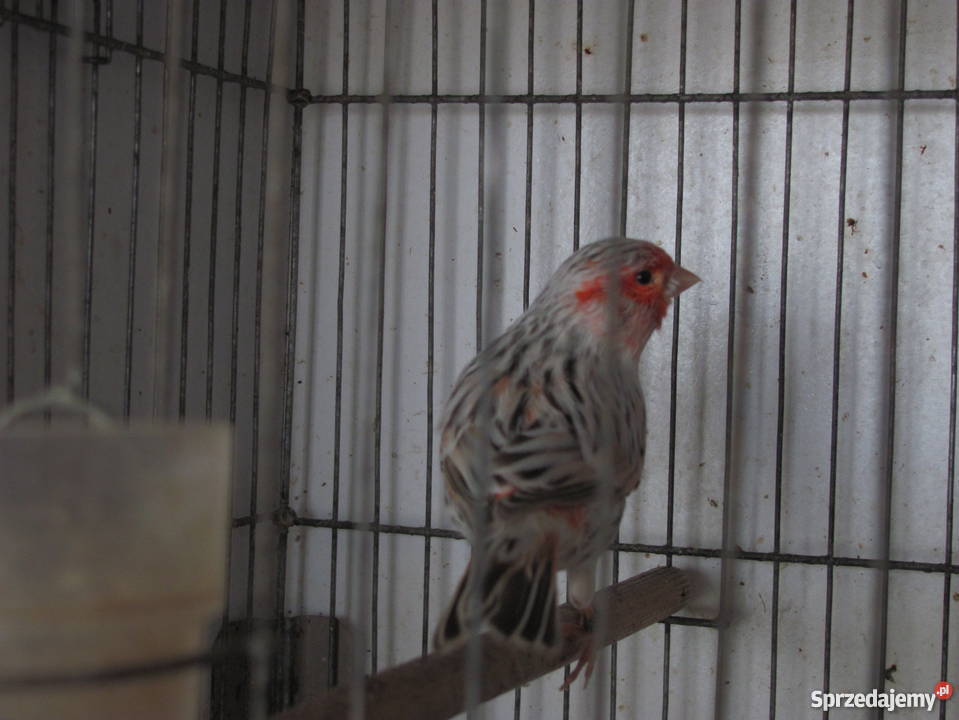 kanarki agatowe czerwona mozaika Pozostałe śląskie Dąbrowa Górnicza sprzedam