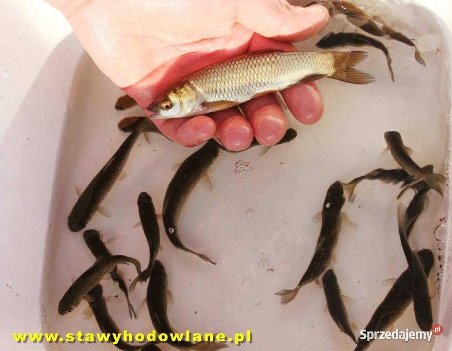 Amur 10 cm Ryby do zarybień stawów i oczek wodnych