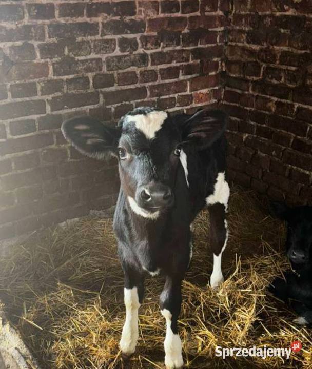 Kupię byczka małego Ładzice