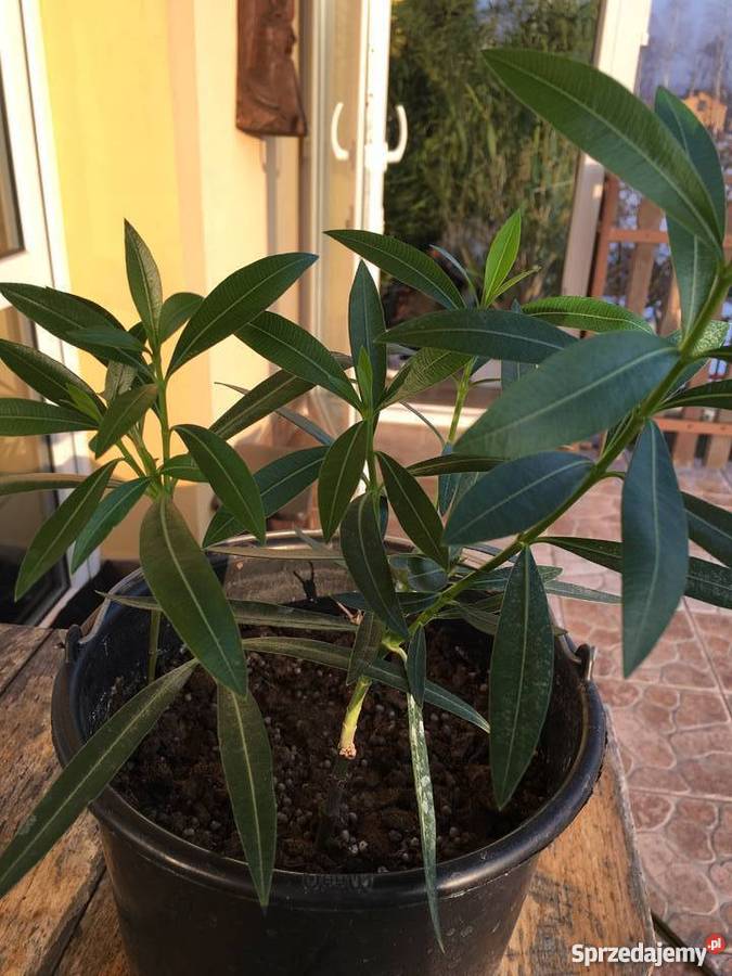 Sadzonki oleander Rośliny Brzeźnica