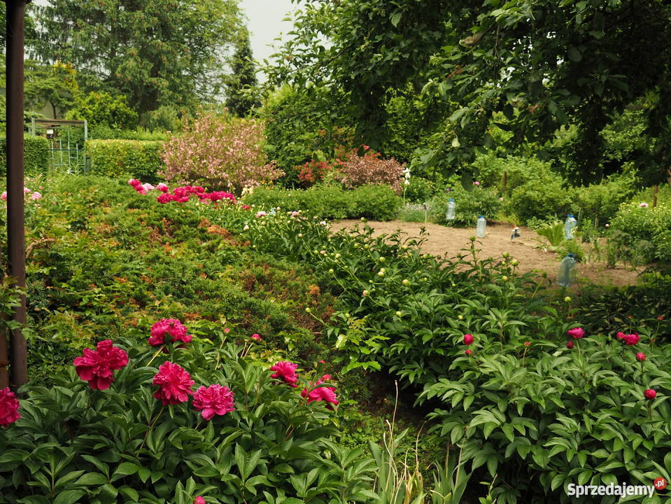 Działka w ROD Czerniaków sprzedam