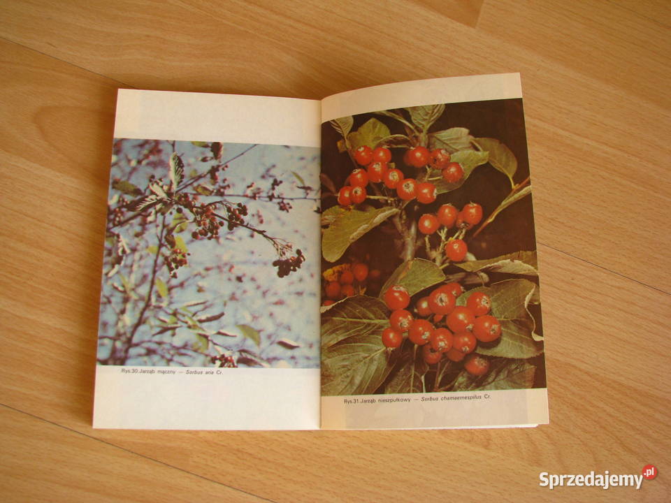 Jadalne owoce leśne Wiesław Grochowski poradnik małopolskie Brzegi