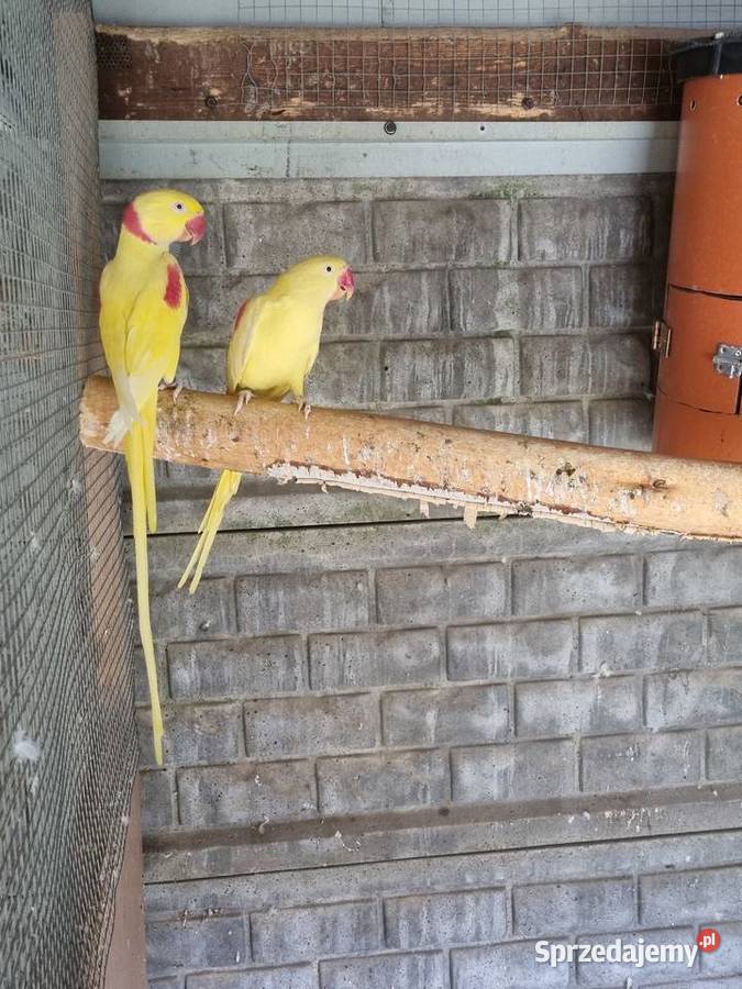 Aleksandretta wielka Odolanów