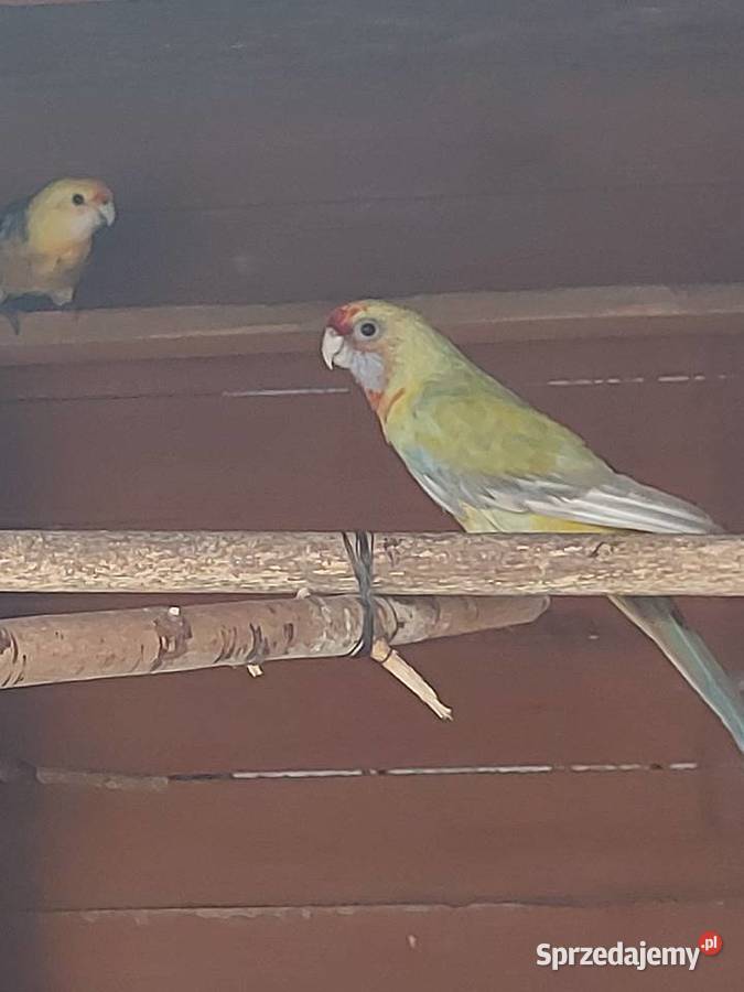 Para rozella królewska Bogdaniec