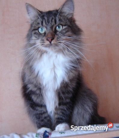 Kocięta syberyjskie kujawsko-pomorskie Bydgoszcz