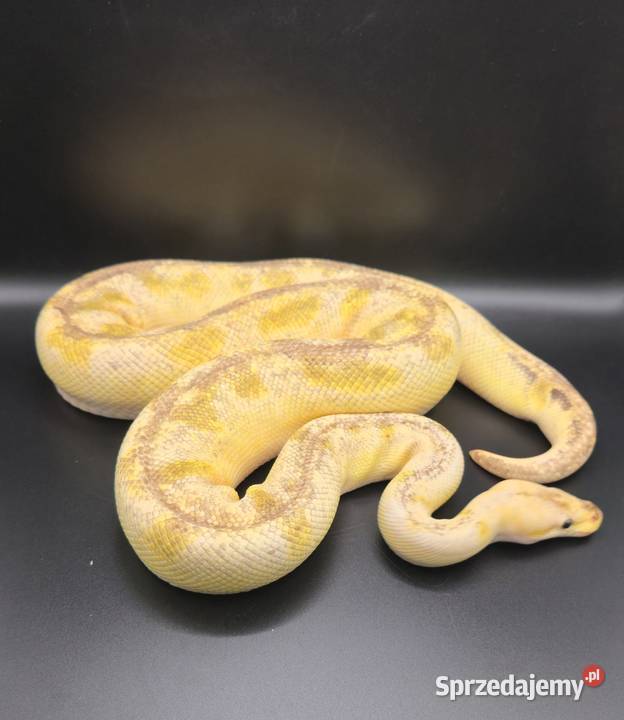 Python Regius CB20242025 pywatne kolekcji Gady i płazy Bytom
