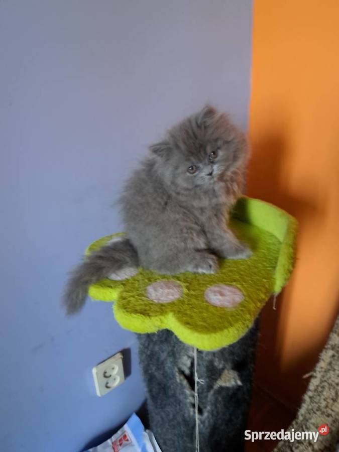 Kotki perskie niebieskie Siedlce