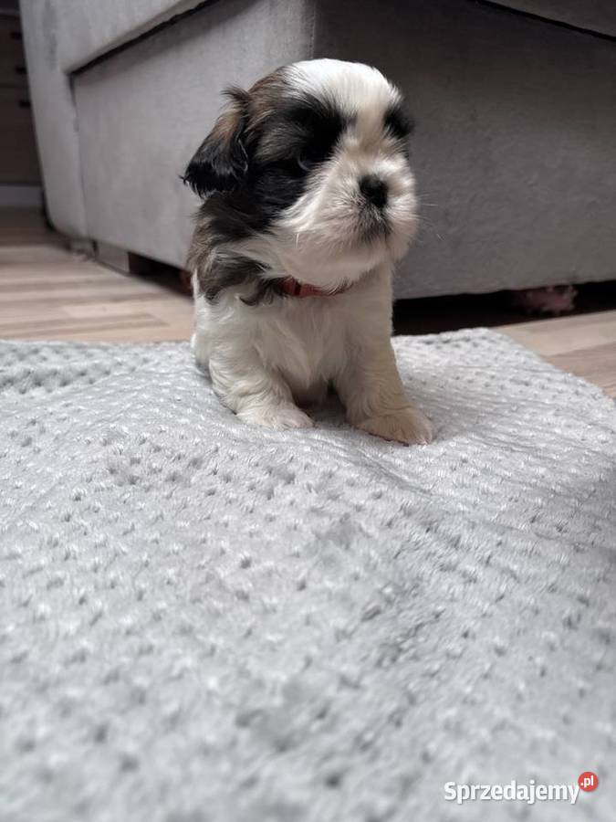 Shih Tzu samiec suka chłopczyk dziewczynka