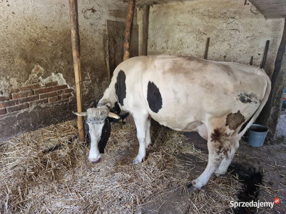 Krowa wysokocielna oraz jałówka – Śląsk Cieszyński