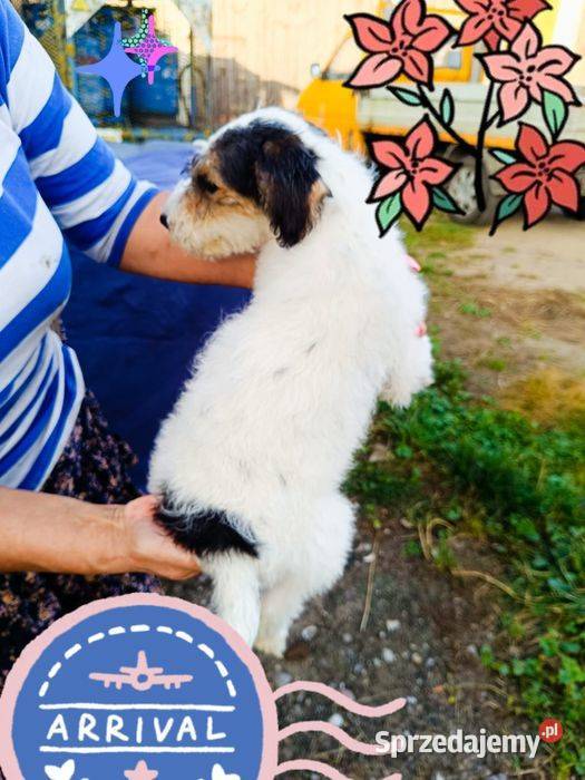 Foksterier szorstkowłosy z rodowodem Nowinka