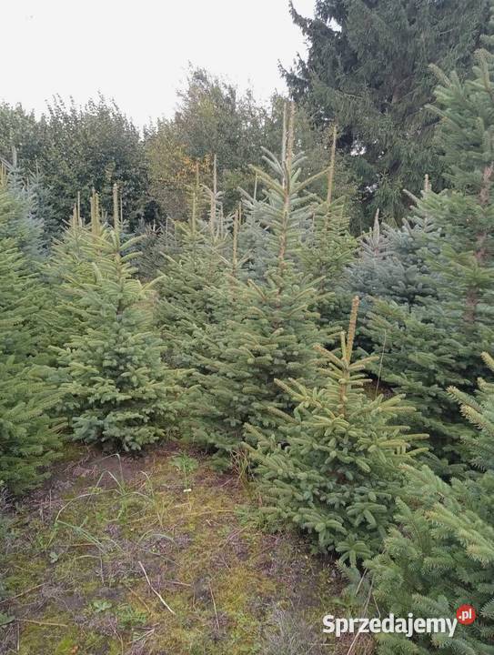 Świerk srebrny jodła kalifornijska choinka Leśnictwo Orły