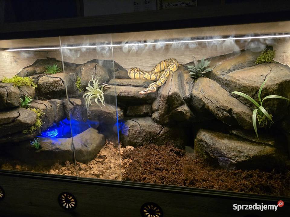 Wąż nie zbożowy sprzedam