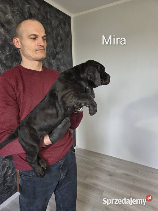 American Bandog Tuczna