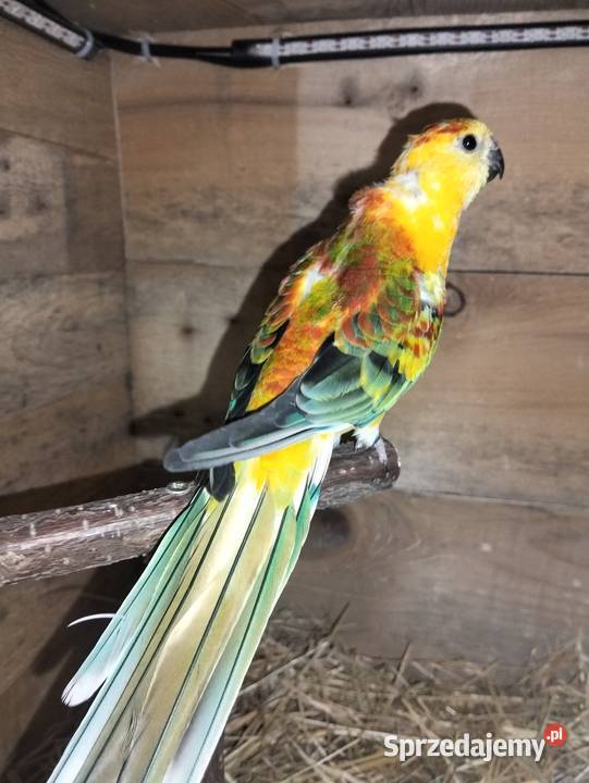 Świergotki kujawsko-pomorskie Barcin