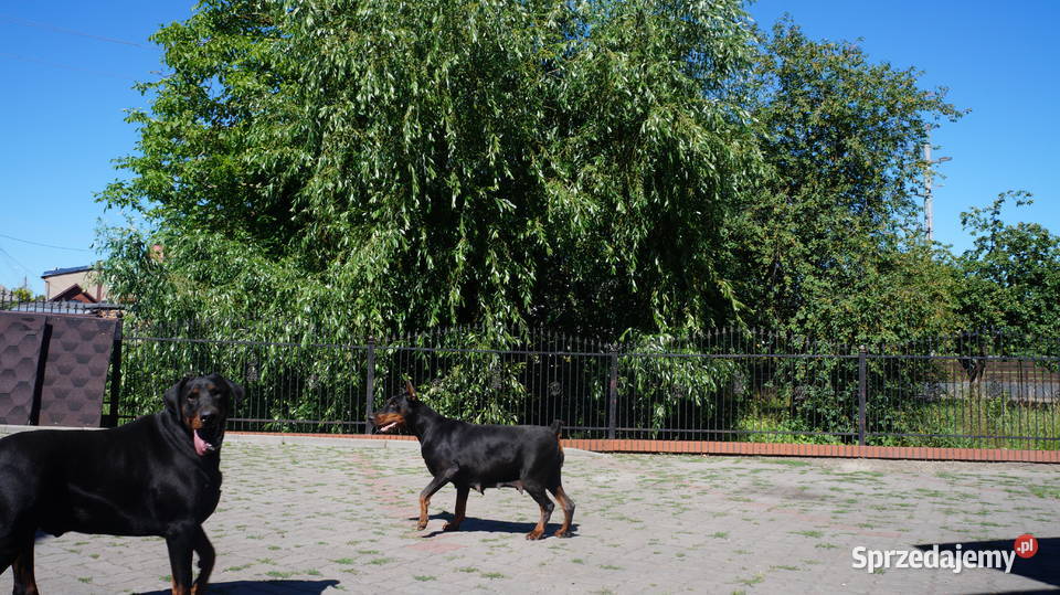 szczeniaki doberman Bydgoszcz sprzedam