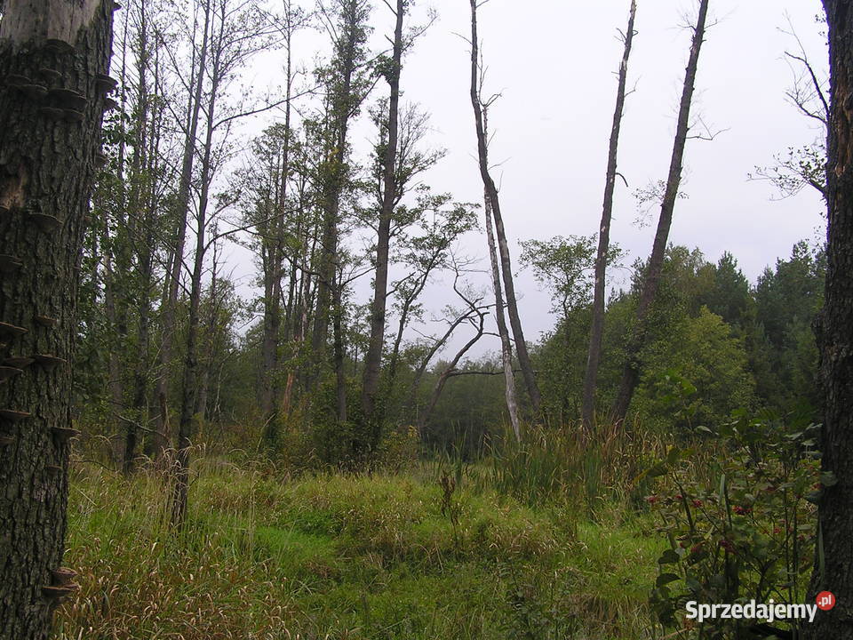 Zlecę wykonanie zbiornika rekreacyjnego