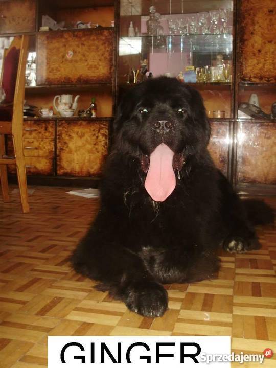 nowofundlandniufki z rodowodem FCI Krotoszyn