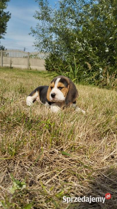 BEAGLE ŚLICZNE SUNIE I PIESKI DO ODBIORU Łódź