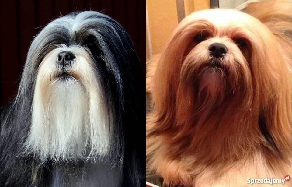 Ostatni wolny piesek Lhasa Apso JUŻ DO ODBIORU (Shih Tzu ...