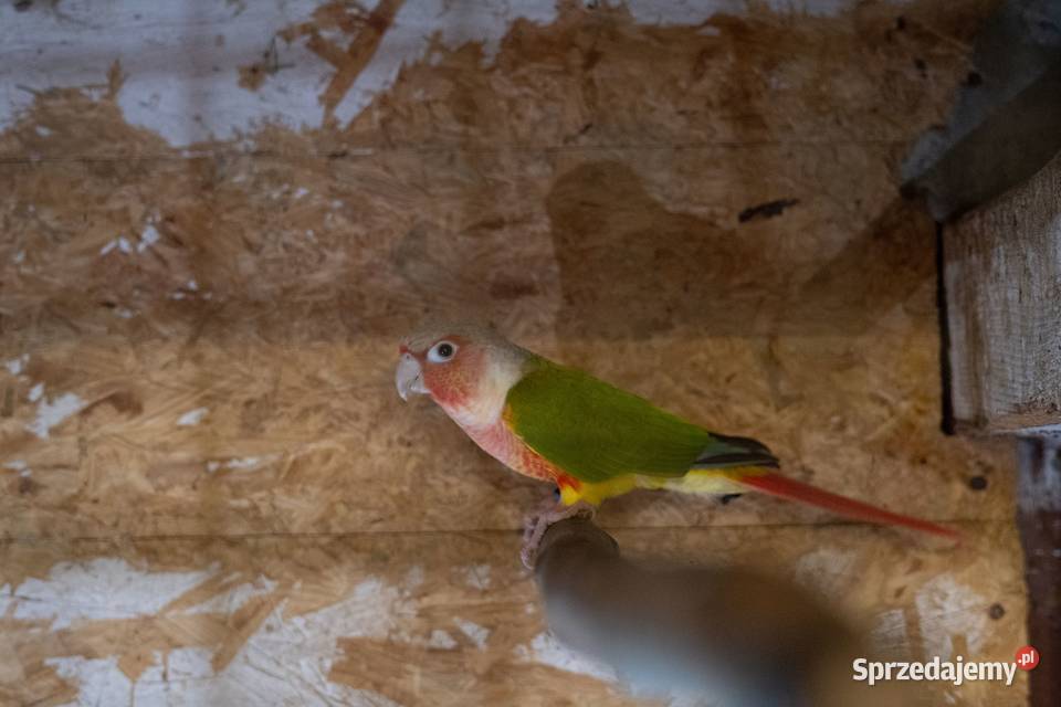 Papugi Rudosterki Red Face Para Chmielnik sprzedam