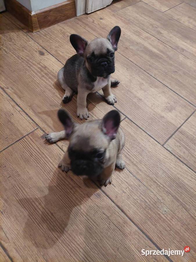 Buldog francuski piesek Buldog Wronki