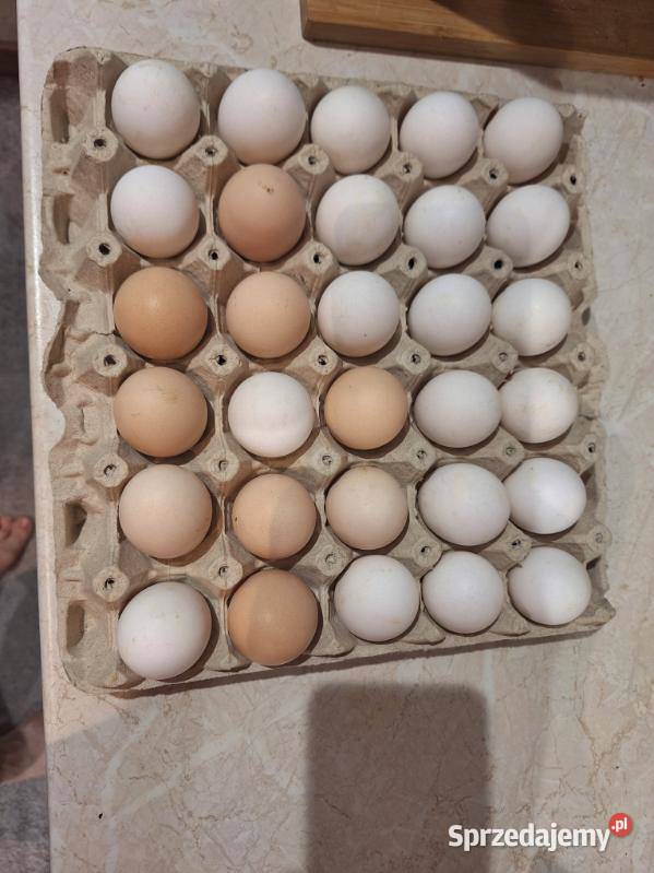 Jajka wiejskie eko kujawsko-pomorskie Dubielno