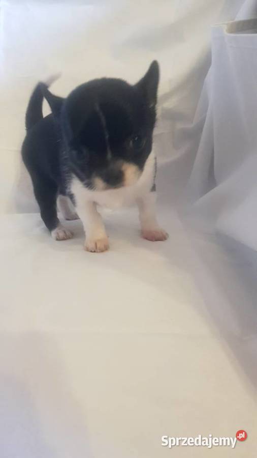 Suczka rasy Chihuahua mazowieckie Płońsk