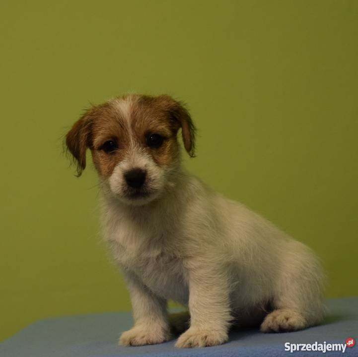 Jack Russell Terrier szczenięta z rodowodem ZKwP Warszawa sprzedam