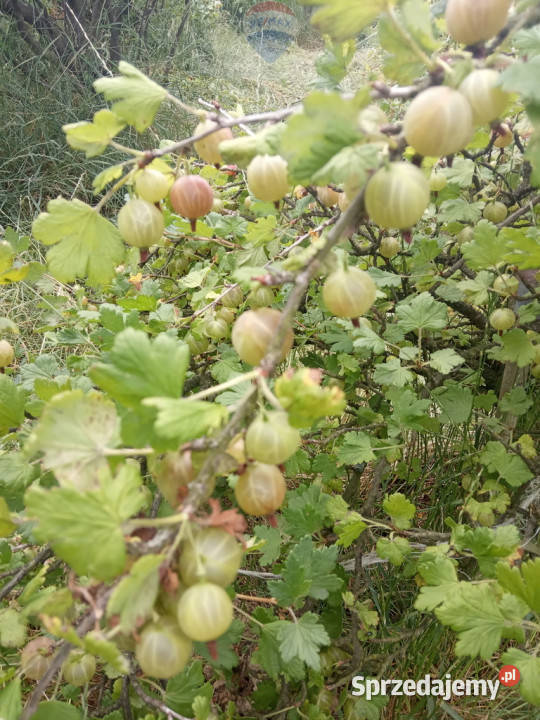 SAD OWOCOWY małopolskie Rudno Dolne