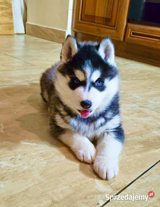Siberian Husky FCI ZKwP piesek i szuczka Załęcze Wielkie