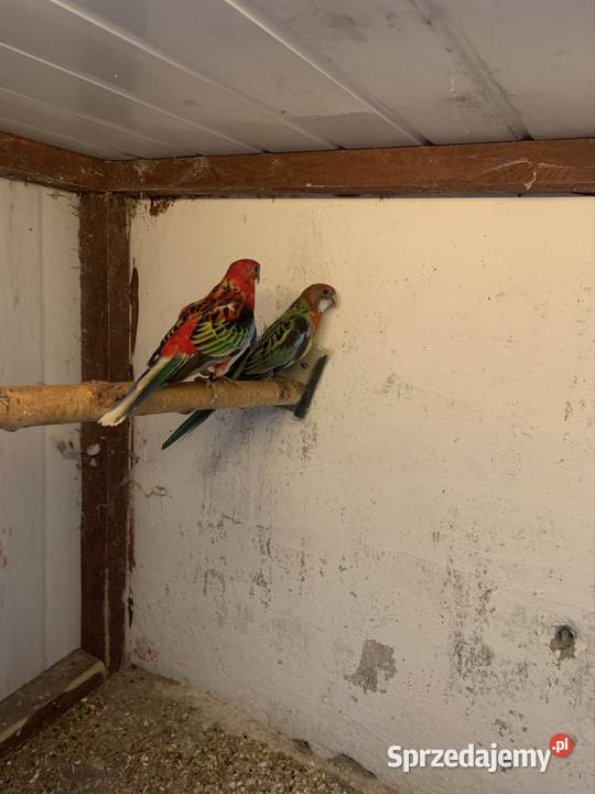 Rozella białolica 2025 para Mogilno