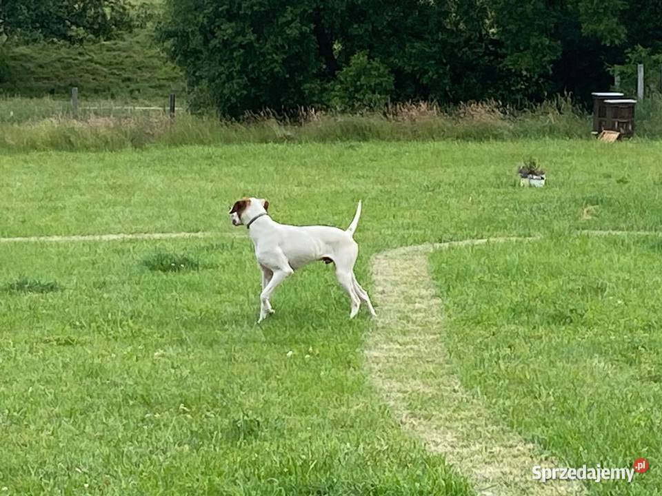 Pointer Angielski FCI 8 Mcy Tarnowskie Góry