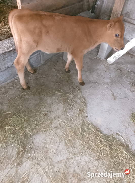 Jałoweczka 3 tygodniowa Mzurowa
