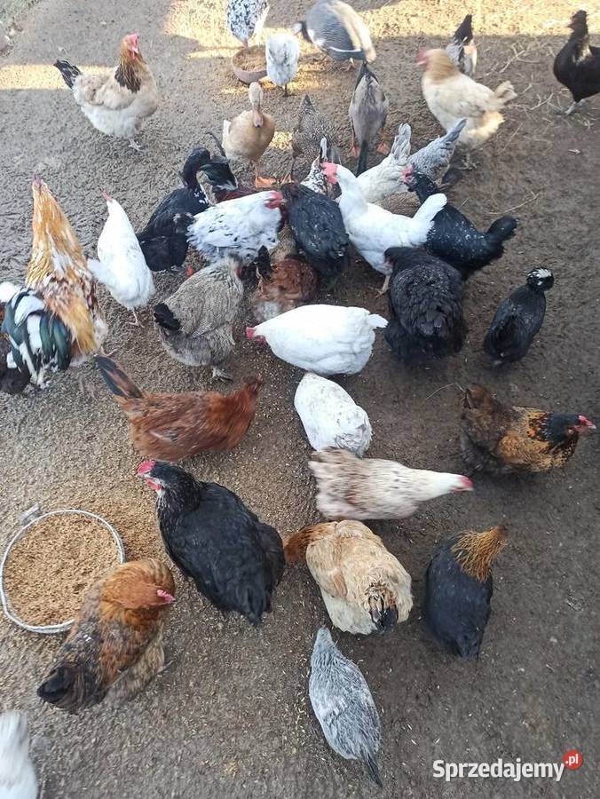 Jaja lęgowe kur mix niosek lilputki liliputy Krasnystaw
